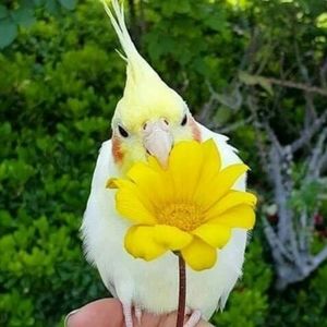 Meet your Posher, Venezia